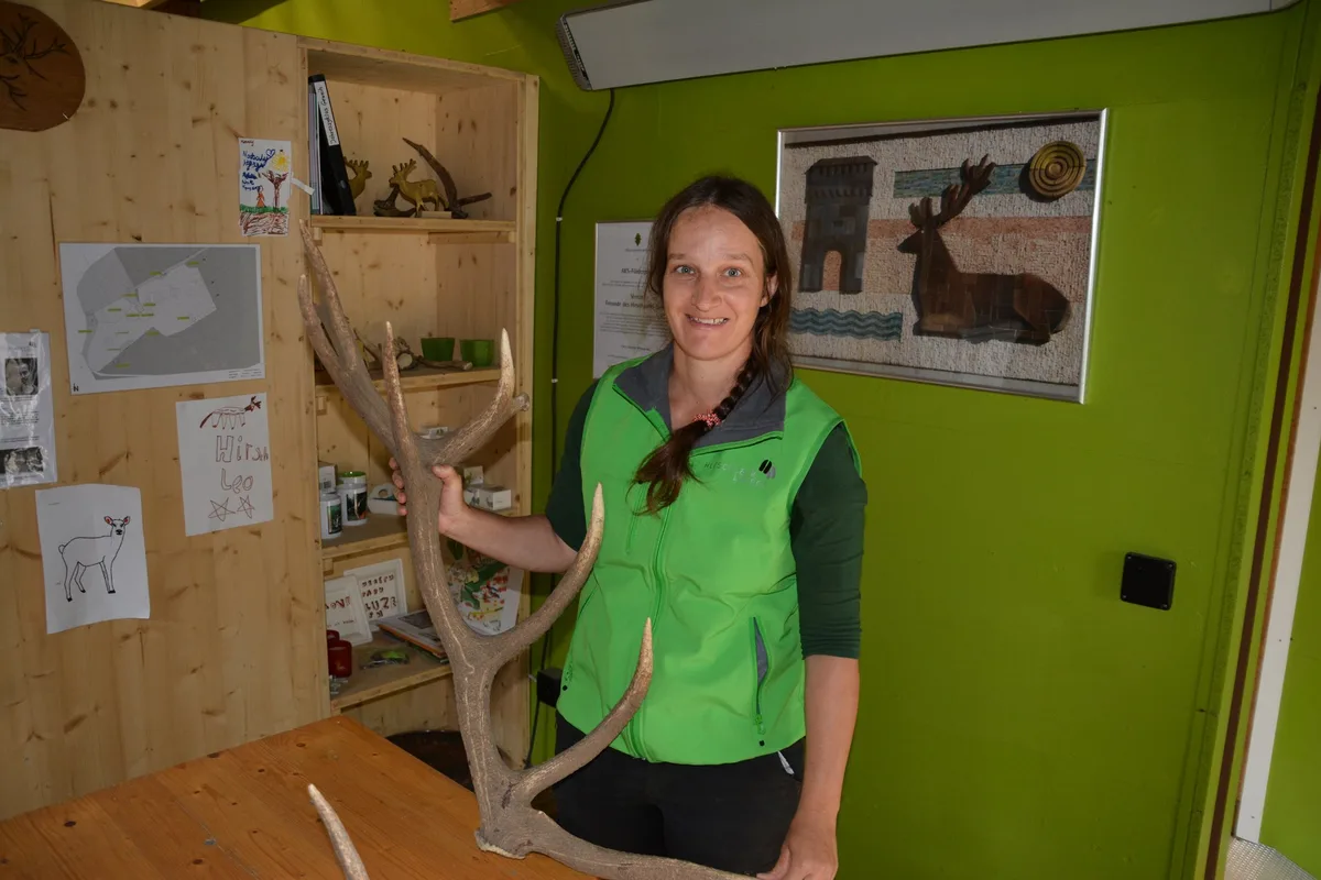 8e7117448c7220e48744d8d801f0342ea66a0f29 Katja Niederberger zeigt ein abgeworfenes Geweih des Platzhirsches. Es sei sehr schwer und massiv. (Bild Franziska Jurt)