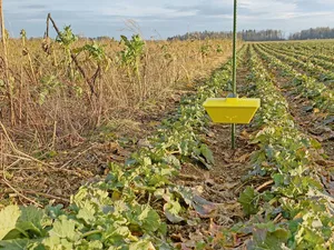 In einem Pilotversuch des Projekts «PFLOPF» der Kantone ZH, TG und AG werden digitale Gelbschalen zur Fernüberwachung getestet.