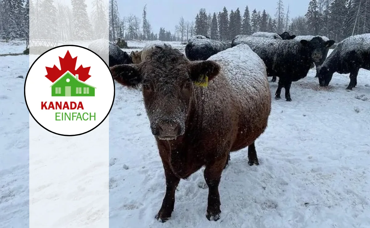 BZ_-_Artikel_diversKanadaeinfach1 Das Leben in Kanada begann mit -38 Grad