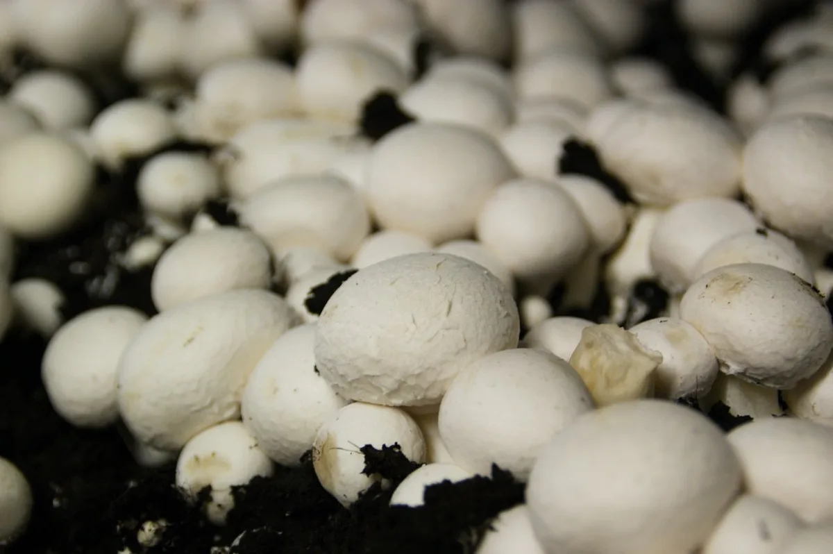 champignons2_ji Rekordproduktion bei Edelpilzen und Frisch-Champignons