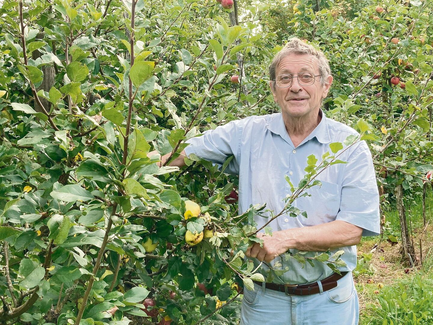 Der Usterapfel ist ein süsser, aber heikler Apfel