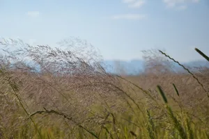 Flufenacet ist bekannt für seine gute Wirkung z. B. gegen Windhalm, aber auch verschiedene breitblättrige Unkrautarten.