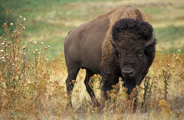 1bd5402f7330d8fec6609de05b783cb1c7ff3029 Bisons sind nicht die neuen Kühe, aber ihr Fleisch ist beliebt. (Bild Pixabay)