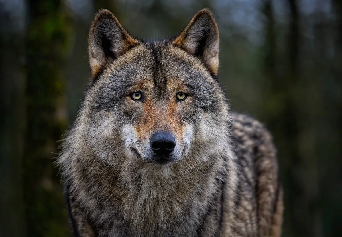 Wolf_angela Jurist: «Auf jeden Fall ungenügende Note für Jagdverordnung»