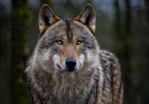 Nach wie vor gilt der Wolf in der Schweiz als geschützte Art. Für den Artenschutz sei der Bund zuständig, betont Michael Bütler. Seiner Ansicht nach hat er diese Aufgabe zuletzt zu stark aus der Hand gegeben.