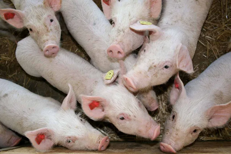 daff9cd03369c33b158cb0bd983933dac4d038eb Die EU exportiert am meisten Schweinefleisch nach China, gefolgt von Japan und Südkorea. (Symbolbild, landwirtschaft.ch/Dominic Meyerhans)
