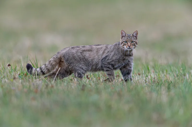 36393833cb707545058137455639eee4dda6a2db Die Europäischen Wild- und Hauskatzen haben nicht die gleichen Vorfahren und sollten sich nicht paaren. (Bild zVg)