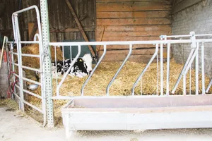 Die Auslaufvorschriften bei Kühen in der Abkalbebox müssen eingehalten werden, oder der Betriebsleiter kann ein Arztzeugnis vorweisen. (Bild aw)