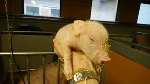 Lebensschwache Ferkel dürfen in den ersten 72 Stunden mit einem Kopfschlag ohne anschliessendes Entbluten getötet werden.