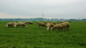 Die Schafe wurden mit altem Brot gefüttert, was zu einer Pansenazidose führte. (Bild Pixabay)