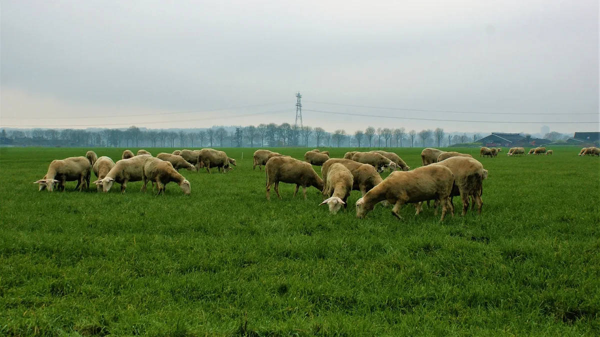 c1a6d13a1b2f789414f51ac437310ea04c33ba2f Die Schafe wurden mit altem Brot gefüttert, was zu einer Pansenazidose führte. (Bild Pixabay)