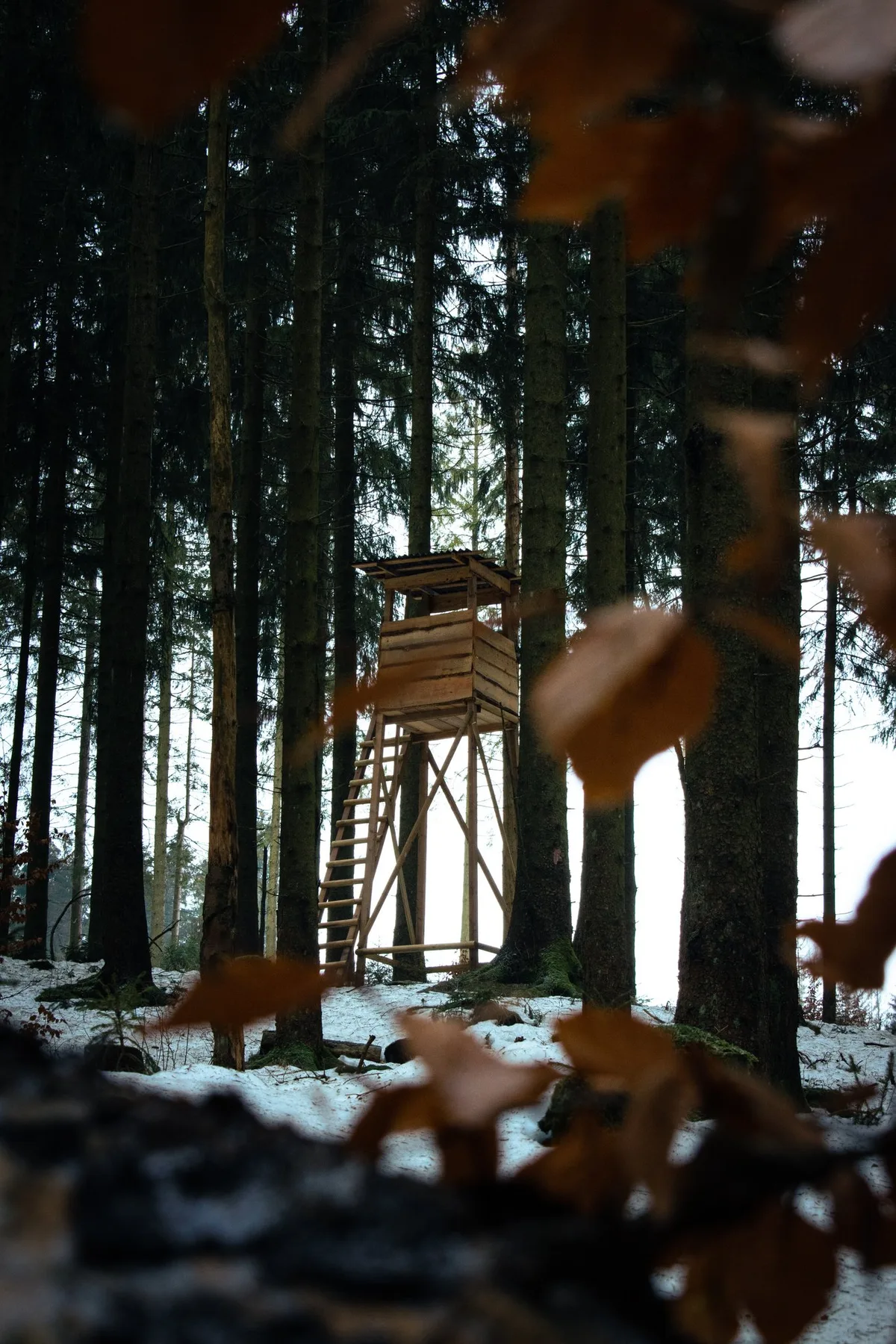 ken-kullik-jK0pNJVCH94-unsplash Jungwolf erlegt: Er war Teil des Calfeisenrudels