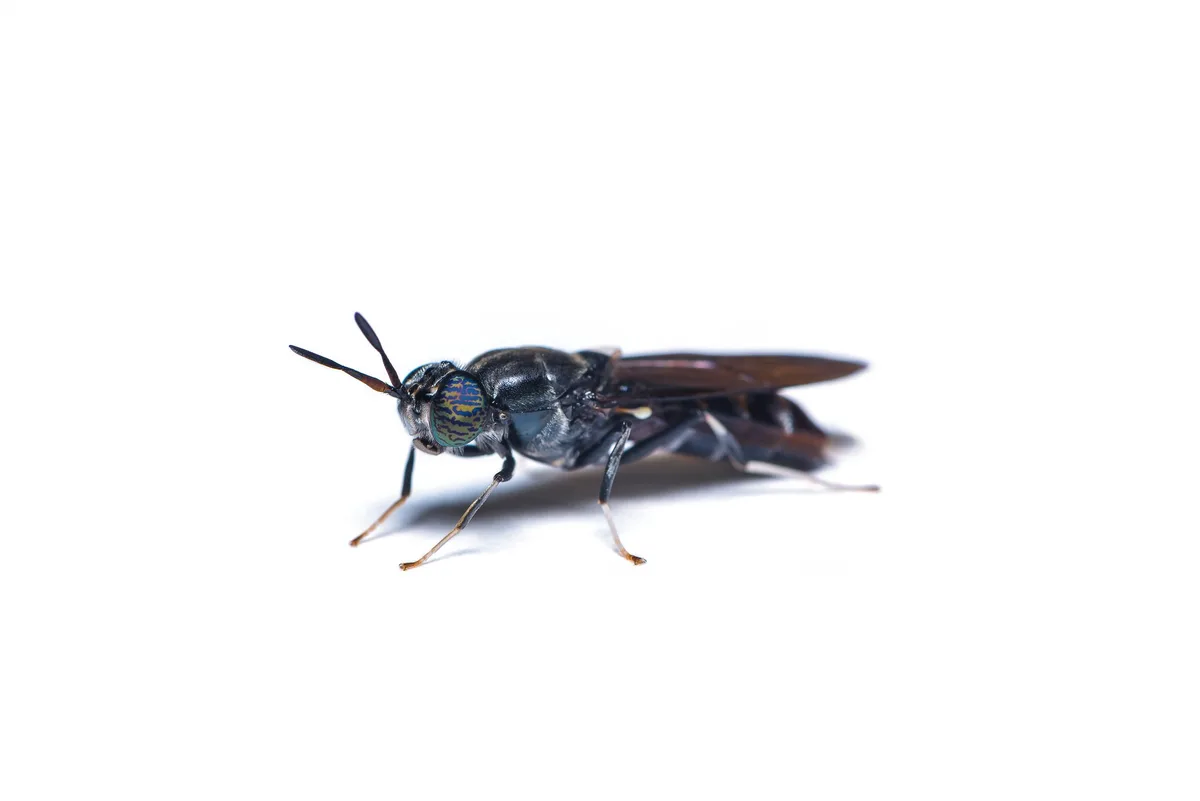 Soldatenfliege Eine ausgewachsene Schwarze Soldatenfliege