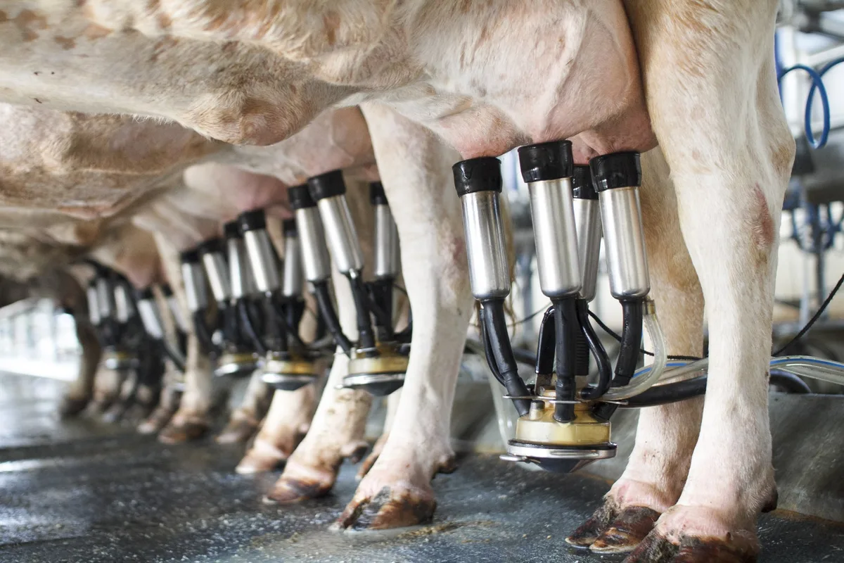 AdobeStock_64224019 Züger Frischkäse AG senkt die Milchpreise um 3 Rappen