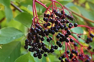 Holunder oder "Houdere" muss vor dem Essen erhitzt werden. (Bild Pixabay)
