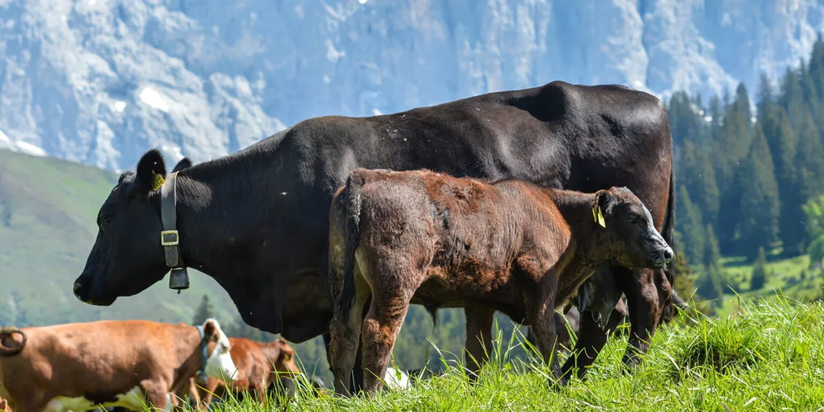 Mutterkuhhaltung-Gazzarin_2000x1000-1536×768 Rindfleisch wirtschaftlich produzieren und Artenvielfalt fördern