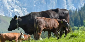 Betriebe in höheren Lagen können wirtschaftlich optimieren, wenn sie extensiv wirtschaften, kleinere und robustere Kuhrassen halten und Biodiversitätsförderflächen anlegen, die Direktzahlungen generieren.
