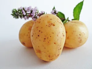 Es wurden teilweise Frassschäden und grüne Knollen festgestellt, die Qualität der Frühkartoffeln sei aber gut. (Bild HolgersFotografie/Pixabay)