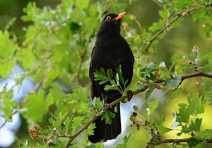 In der Region Bodensee gibt es weniger der einst häufigen Amseln. Als Grund werden fehlende Insekten als Nahrungsquelle vermutet. (Bild Pixabay)