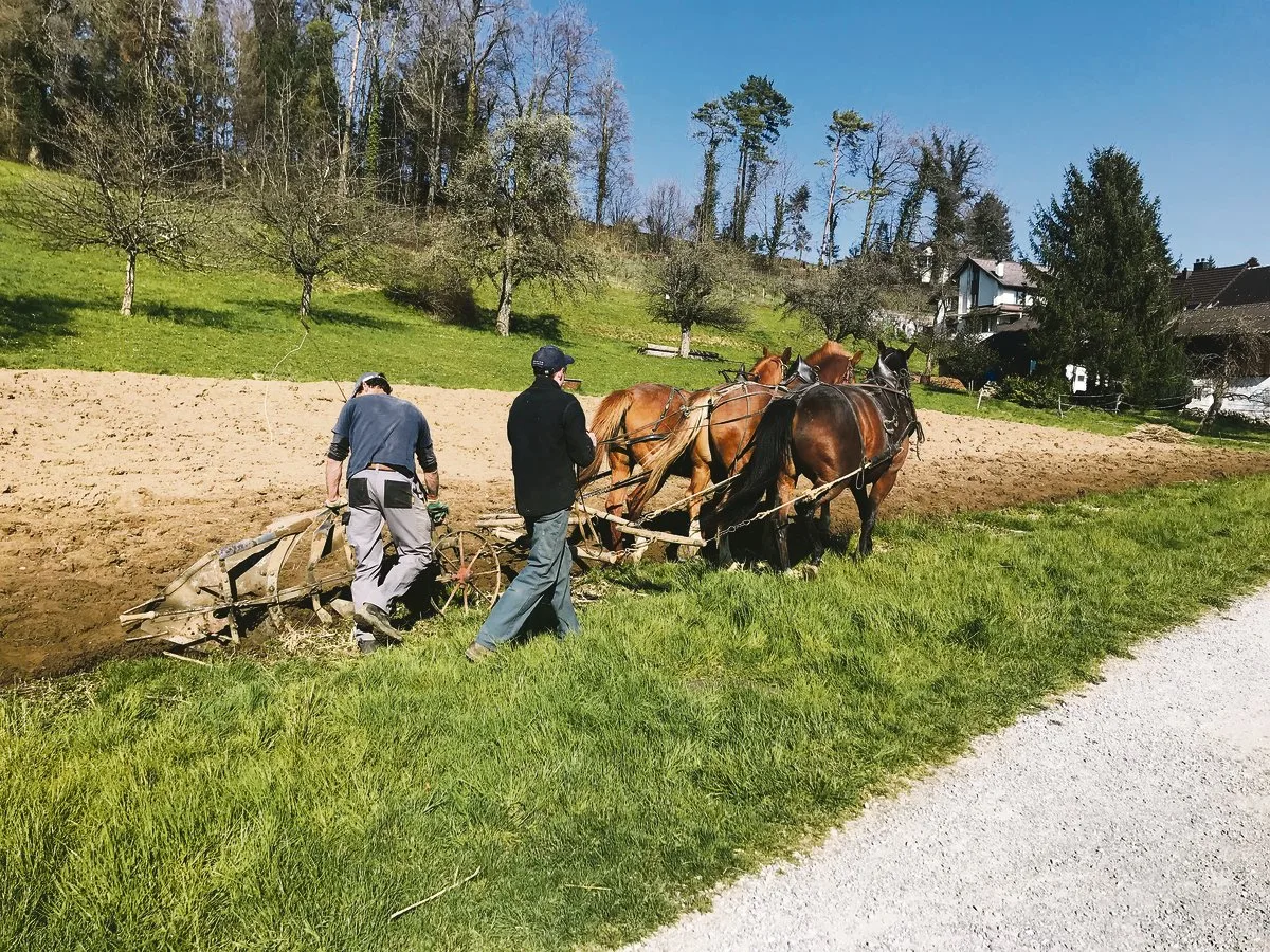 b644a1cb36af19769934a4588e48aea0c529b9e9 Auf dem Hof Müselacher werden die Pferde für vielerlei Arbeiten eingesetzt, meistens im Einer- oder Zweiergespann. Das anstrengende Pflügen ist der einzige Einsatz mit drei Pferden gleichzeitig.(Bilder Alexandra Stückelberger)