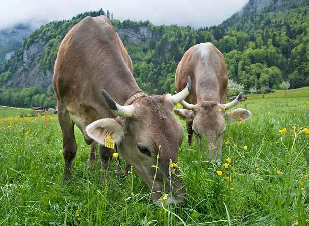 06ed4a985a4bdcfb6c92603cf8bb9f58590939ae Kraftfuttereinsatz: In Hügel- und Bergregionen tendenziell mehr, im Tal weniger und auf einzelnen Betrieben gar keinen. (Bild Gabriela Brändle, Agroscope)