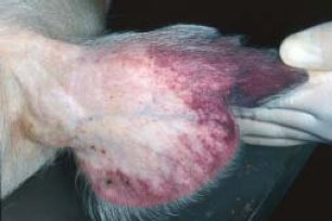 Rötungen und Verfärbungen der Ohren sind ein mögliches Symptom der ASP. (Bild: zvg)