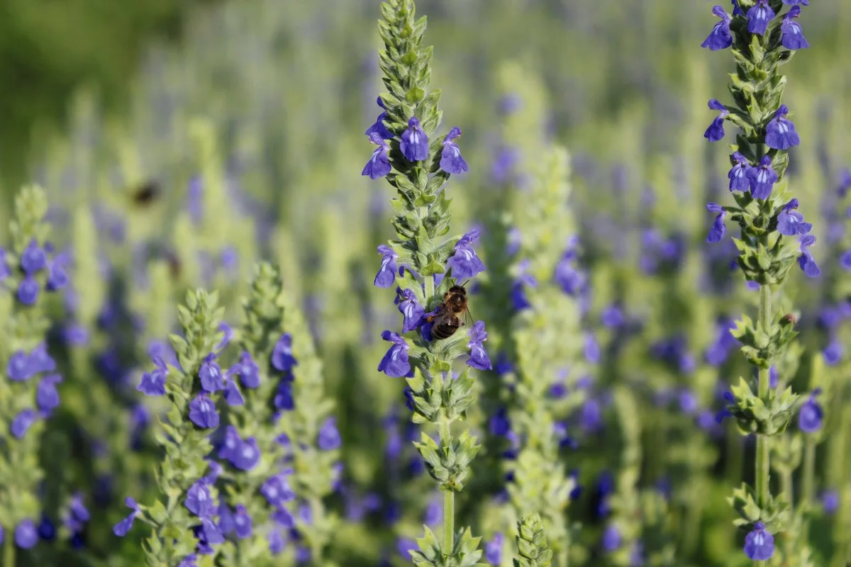 Gesät wird Chia im April, geerntet Mitte September. Die zirka ein Meter hohe Pflanze blüht blau. Die blauen Chia-Felder verschönern von Mitte Juli bis Ende August die Landschaft und sind eine Bienenweide.Bild: Joachim Keller/St. Galler Saatzuchtgenossenschaft