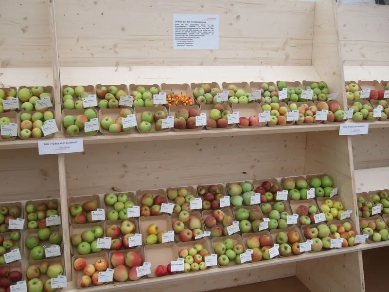a1ff8fc110c264b5472cd921d75e3238558c6b80 Fructus startet erfolgreich neues Projekt für alte Obstsorten