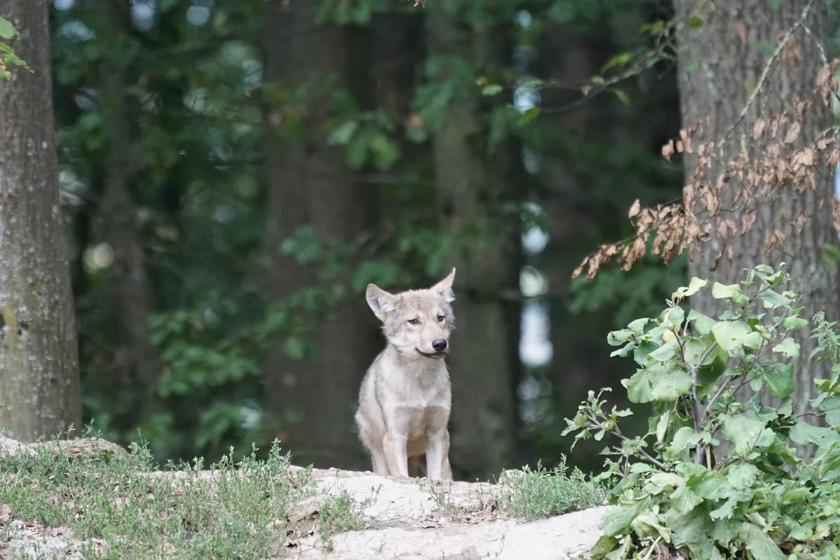 wolf-gb2b277145_1920 Im st.-gallischen Calfeisental gibt es wohl ein neues Wolfsrudel
