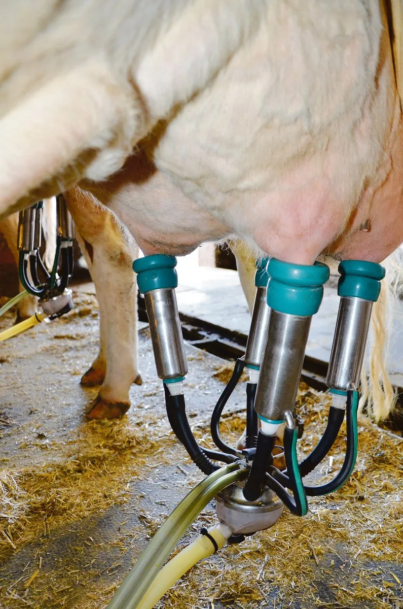 7623a80b1da040620a40cbd8af3cc7c4404401c1 "Eine Herausforderung": NOP-Milchproduzenten dürfen in der Milchviehherde keine Antibiotika einsetzen. (Symbolbild BauZ)