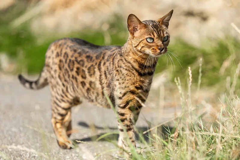 bengalkatze Der Schweizer Tierschutz warnt vor Katzenhybriden