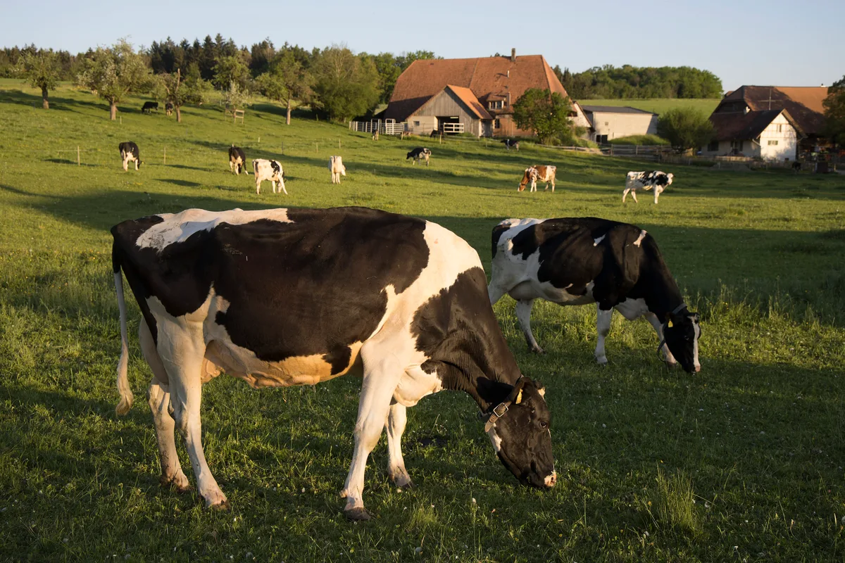 Holstein Ruppoldsried Die Milchproduktion hat sich stets verändert. So, wie sich die Rahmenbedingungen heute präsentieren, hat es eine Studie vor mehr als 20 Jahren vorausgesagt.
