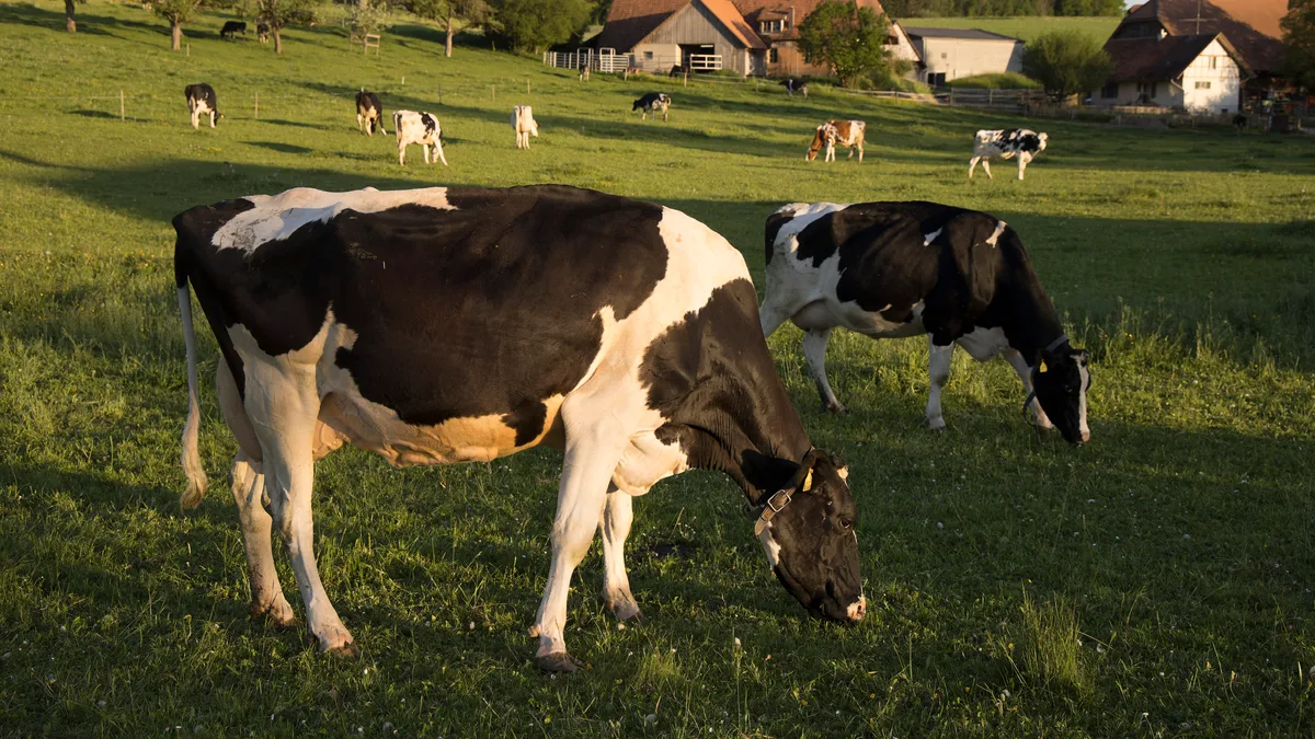 Holstein Ruppoldsried Die Milchproduktion hat sich stets verändert. So, wie sich die Rahmenbedingungen heute präsentieren, hat es eine Studie vor mehr als 20 Jahren vorausgesagt.