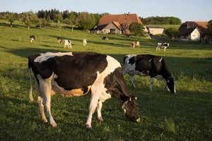 Die Milchproduktion hat sich stets verändert. So, wie sich die Rahmenbedingungen heute präsentieren, hat es eine Studie vor mehr als 20 Jahren vorausgesagt.