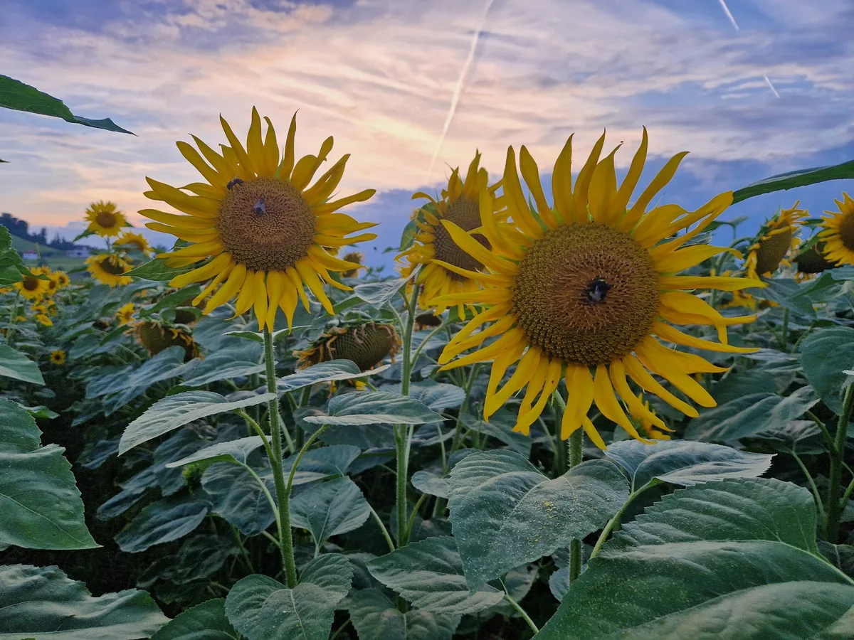 Sonnenblume Schön anspruchsvolle Ölsaaten
