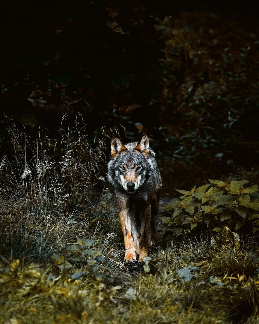 Raubtier auf dem Vormarsch: Die Wolfsthematik beschäftigt auch die Mitarbeitenden des Bäuerlichen Sorgentelefons.