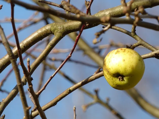d731864a067dcd9b02d67bf2d76e83a23ad39b9d Das BLW entzieht die Bewilligung für Produkte für Kern- und Steinobst sowie Beerenkulturen. (Symbolbild Pixabay)