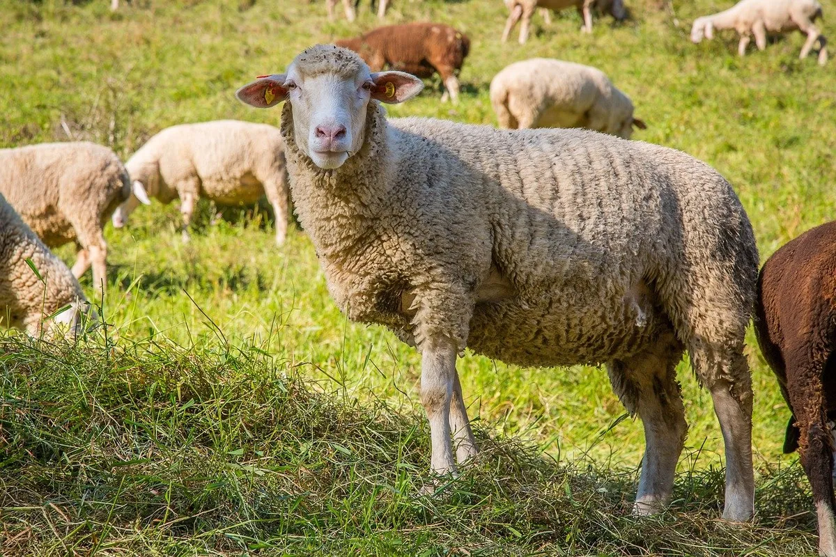 schaf_TH_G Die Landwirtschaftsdirektoren stellen weitgehende Forderungen zum Wolf