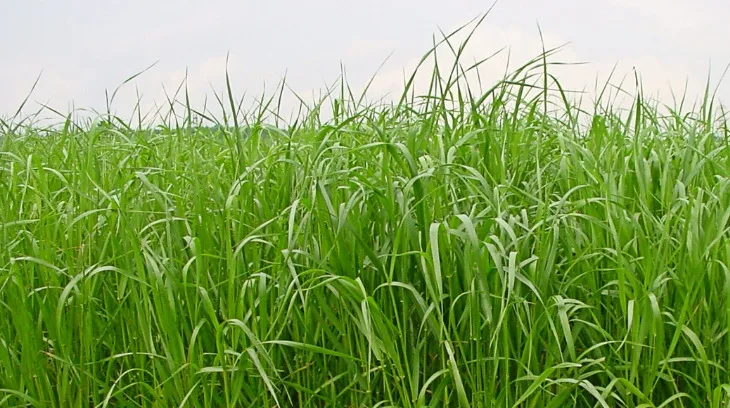 ec2c30e3f51ceea782a278967c717125eca5b0a0 Anhand der Resultate der Sortenprüfung erstellt Agroscope eine immer aktualisierte Liste der empfohlenen Sorten von Futterpflanzen. Wichtig ist bei Raigräsern z. B. die Resistenz gegen Bakterienwelke. (Bild Daniel Suter / Agorscope)