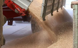 Die Ansprüche ans Brotgetreide sind hoch. Das hat mit der modernen Verarbeitung zu tun.