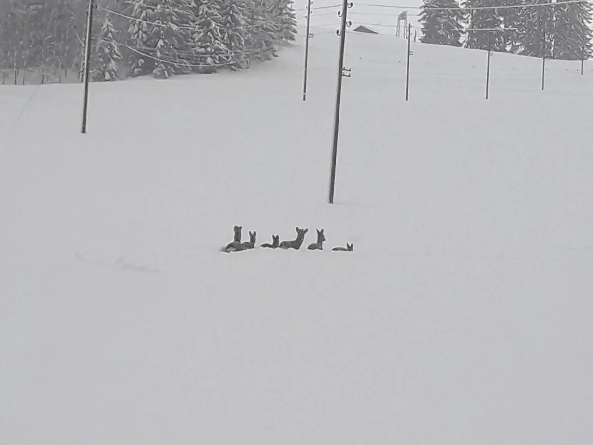 7857a1423ae3812eca01f09e877d1d8fb858ae20 Rehe können sich im Schnee kaum noch bewegen. (Bild Toni Koch/Jagdverwaltung Appenzell Innerrhoden)