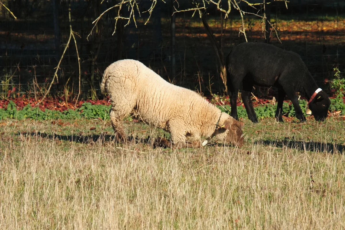 Zwei Schafe grasen auf der Weide. Eines davon hat sich auf die Knie herunter gelassen, um seine Klauen zu entlasten.