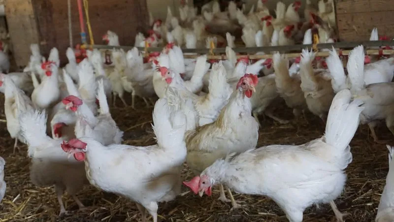 35882115fc87004f0f1d90fb2b85c96ae1fd22dc Betriebe ab 500 Legehennen oder 1500 Mastpoulets werden unter anderem ab nächstem Januar strenger kontrolliert. (Symbolbild, lid)