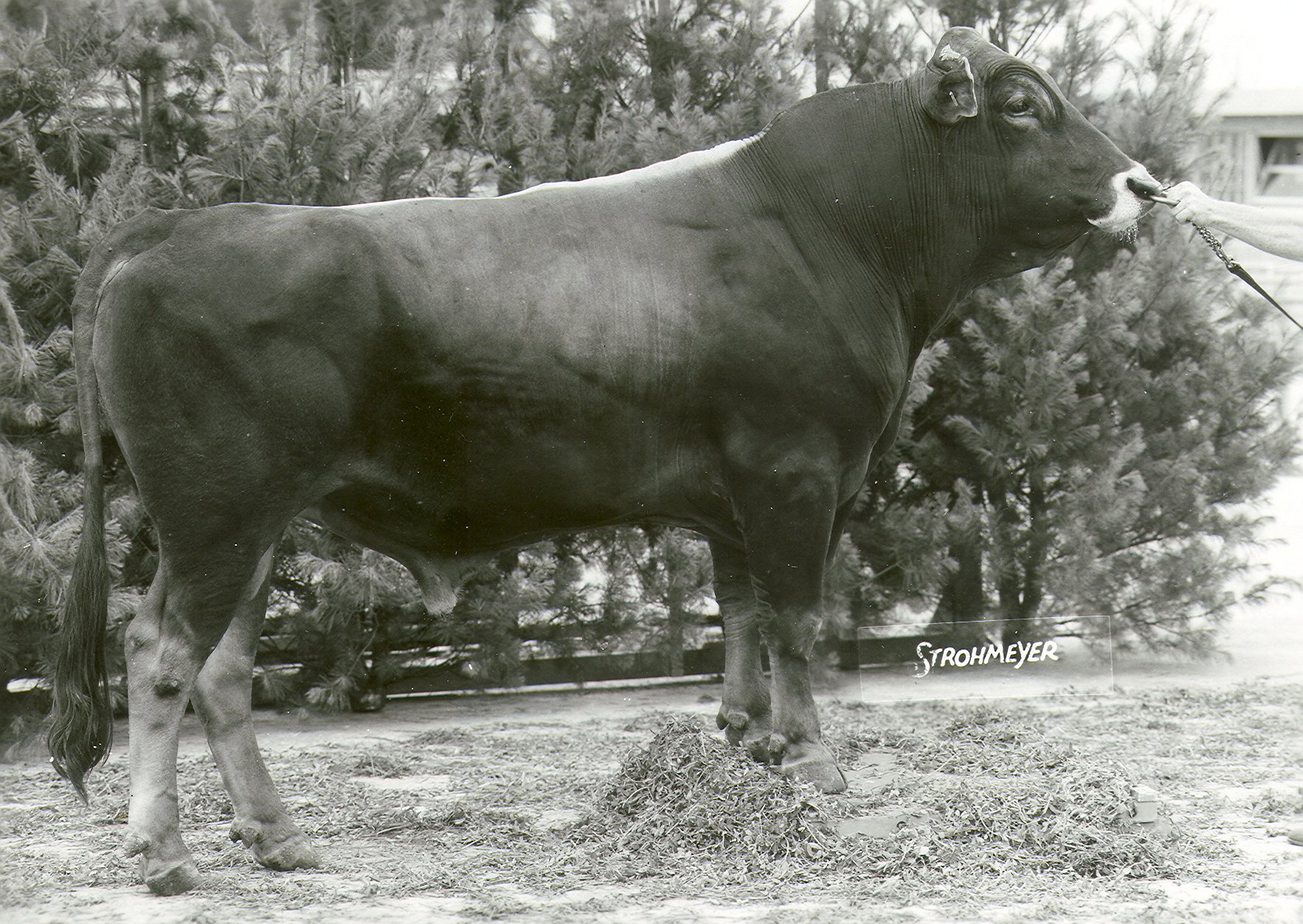 Nach hundert Jahren kehrt Brown Swiss in die Schweiz zurück