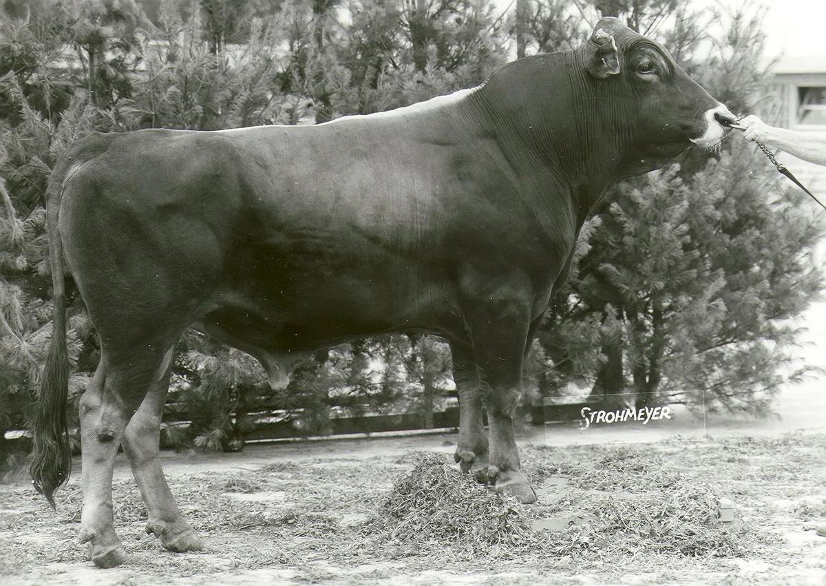 BVCH_I_152582_Brown-Swiss-Stier_Beautician__geb._Okt._1960_aus_den_USA Nach hundert Jahren kehrt Brown Swiss in die Schweiz zurück