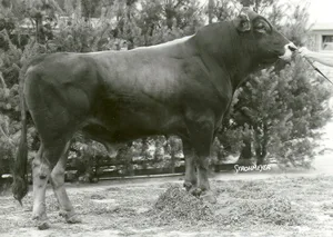 Ein Brown-Swiss-Stier Beautician, geb. Okt. 1960 aus den USA.