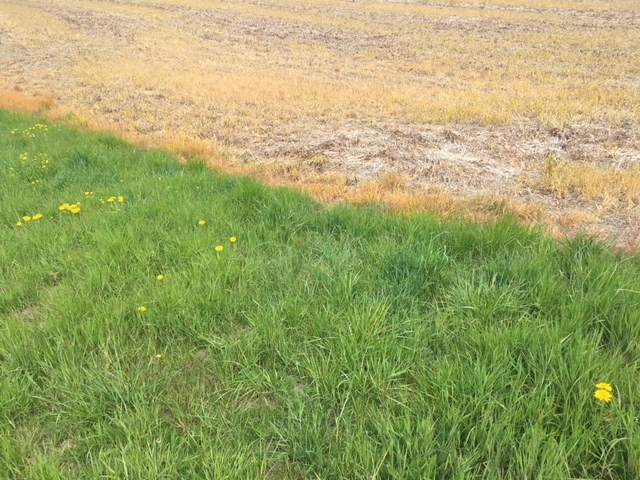 Glyphosat ist vor allem dort wichtig, wo ohne tiefere Bodenbearbeitung Unkraut kontrolliert werden soll, wie etwa bei der Direktsaat. (Symbolbild jsc)