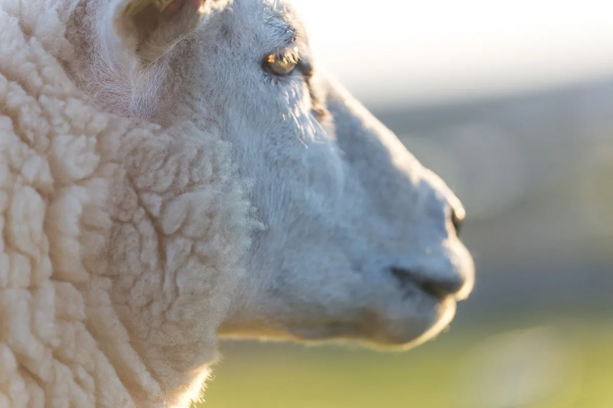 41de44486575b3dd2a6ad5f46e9a4eb55ec3e92d Pro Jahr gibt es laut Agridea in der Schweiz rund 400 Wolfsrisse, meist sind Schafe oder Ziegen die Opfer. (Bild Pixabay)