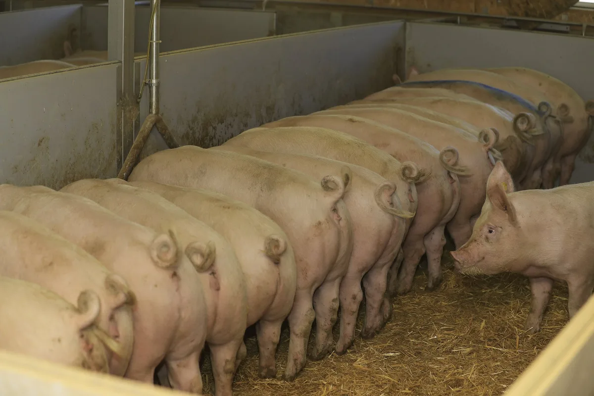 bz-bet7-47-schweine-4spl-aem_kopie Selbst Kräutermischungen können nicht alles