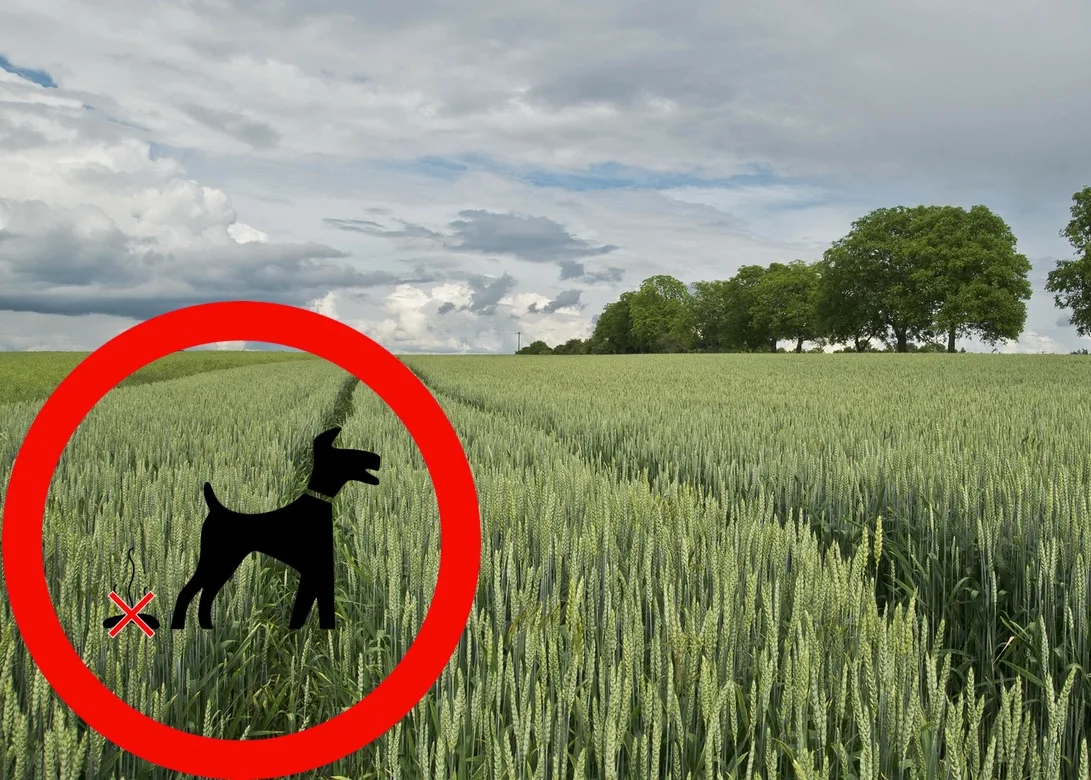 793ee8060ec4ddedcfdf27bede7ceb1946c92178 Über die Fäkalbakterien im Hundekot können sich etwa Bandwürmer verbreiten. (Bildmontage Pixabay/BauZ)